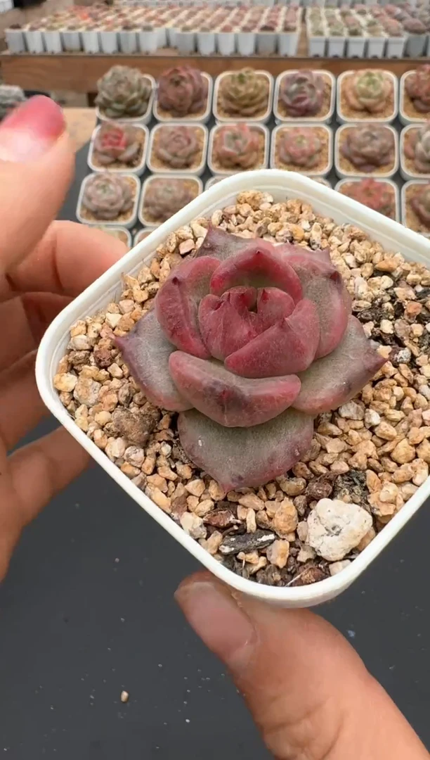 【闪购商品】928E号一物一拍多肉花卉植物3颗起发