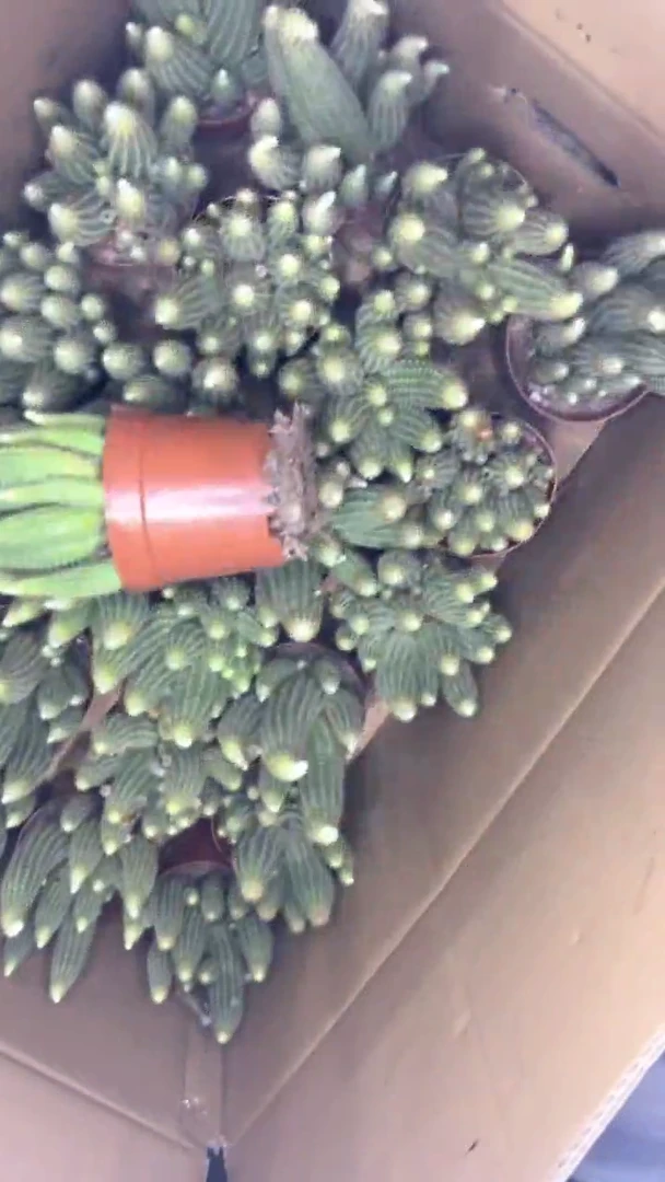 格温多丽纳 白檀【微徒】