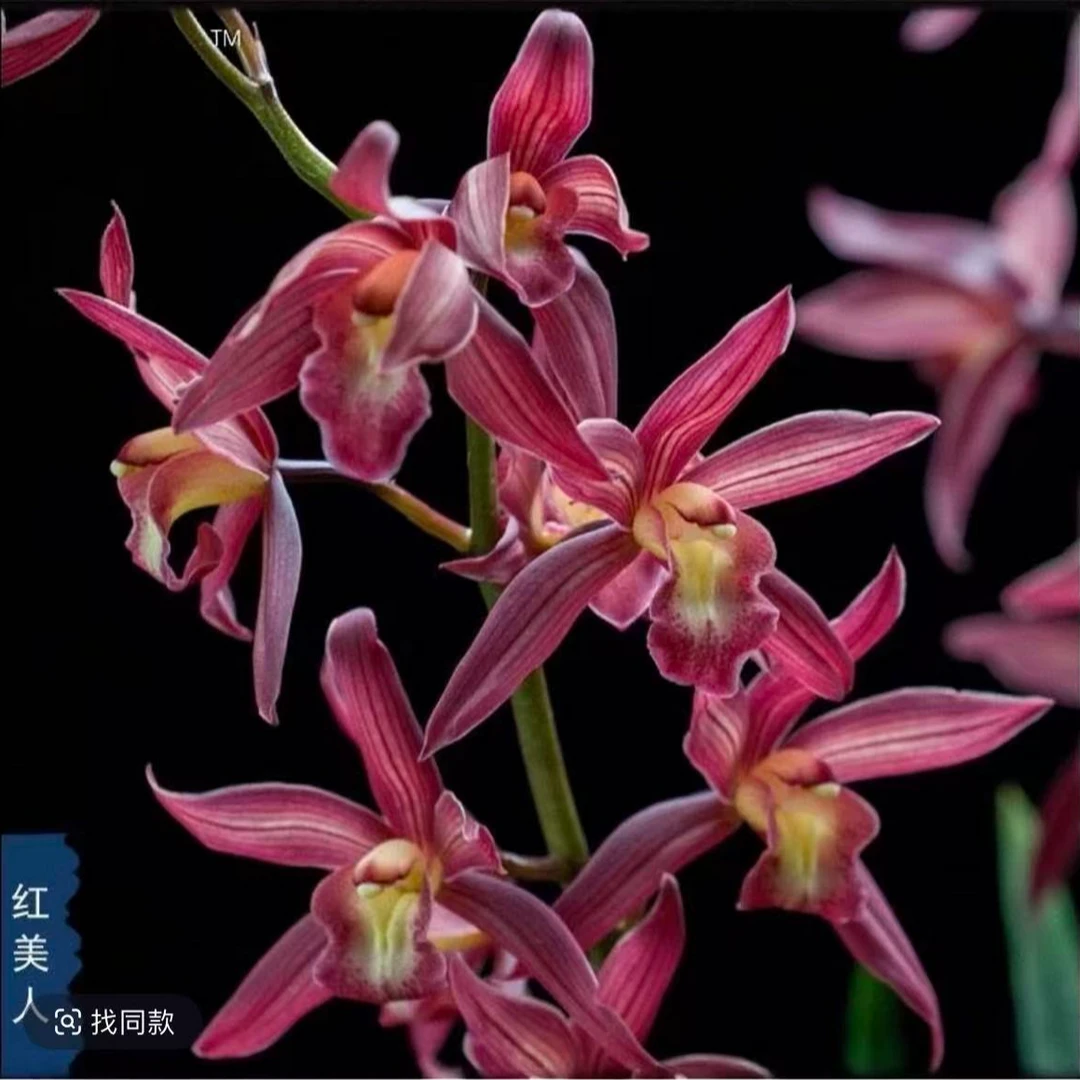 【1-3花剑】浓香型西施红美人带花剑兰花室内外好养绿植盆栽