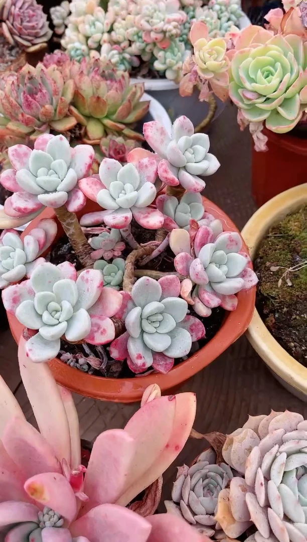 【闪购商品】20148