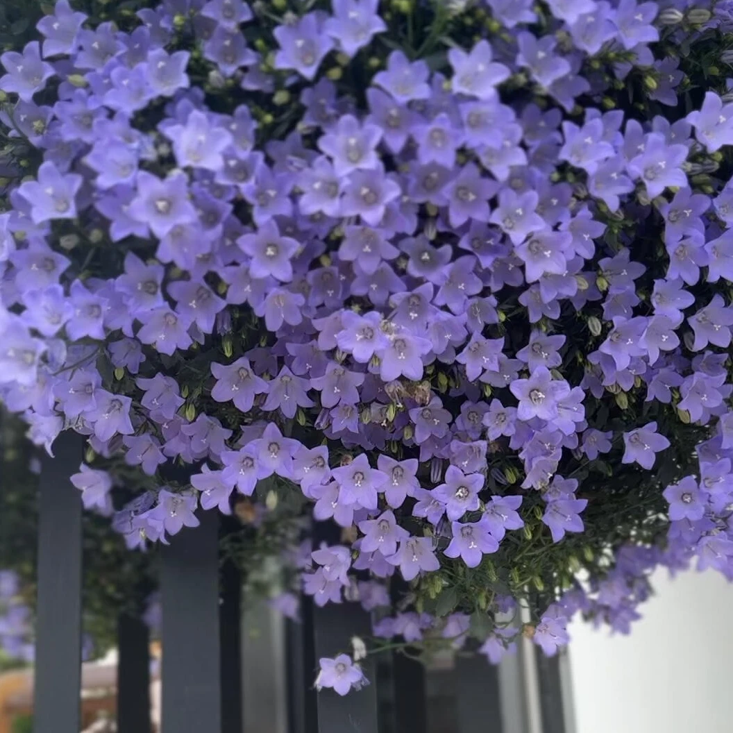 虹越 | 意大利风铃草盆栽苗紫色重瓣钟状似风铃耐热耐寒庭院阳台