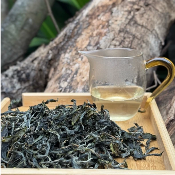 2025忙肺单株古树普洱茶 白汤 水路细腻 高香高甜 很像易武茶