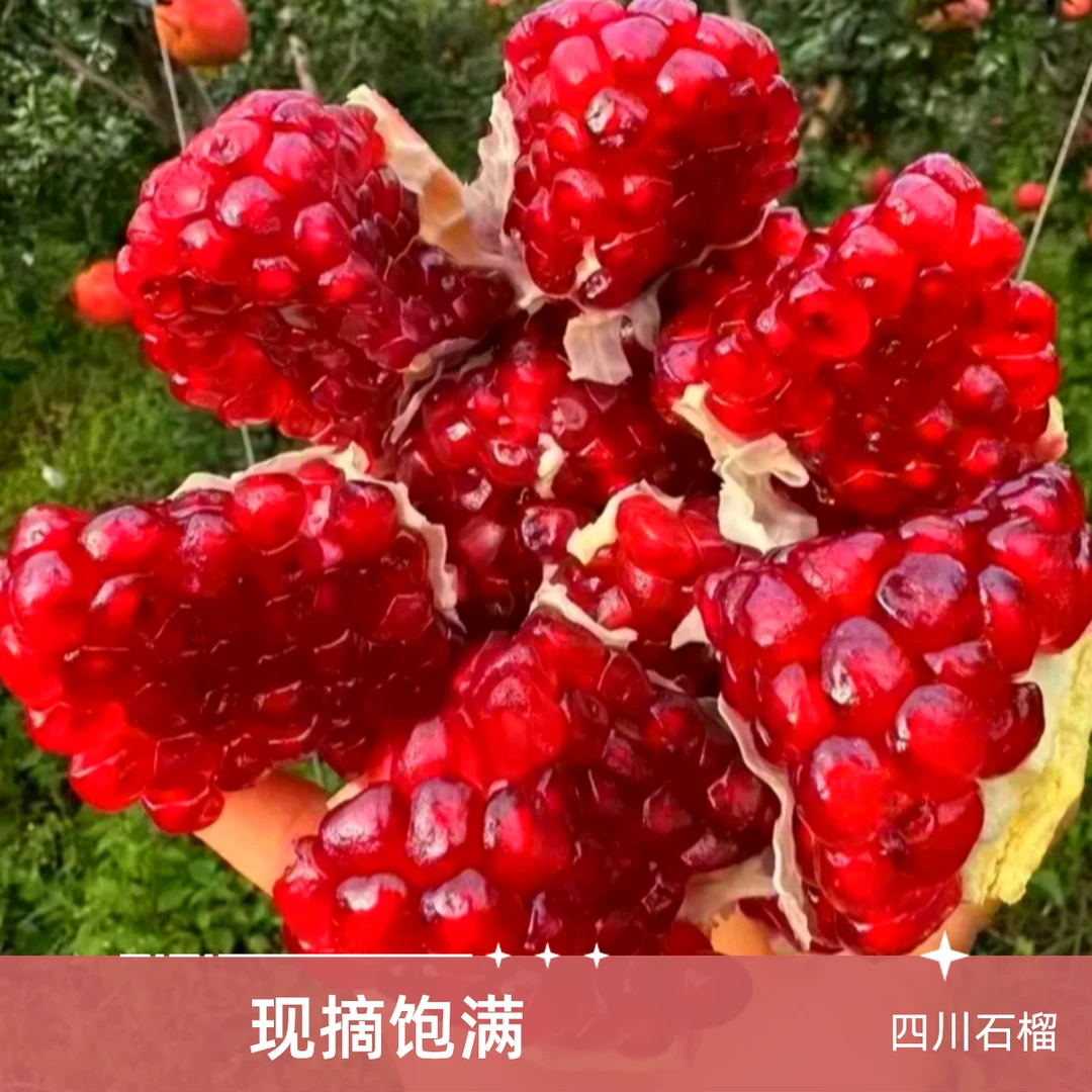 【明日达】突尼斯软籽石榴现摘自然成熟新鲜爆汁当季鲜果带箱5斤四川省