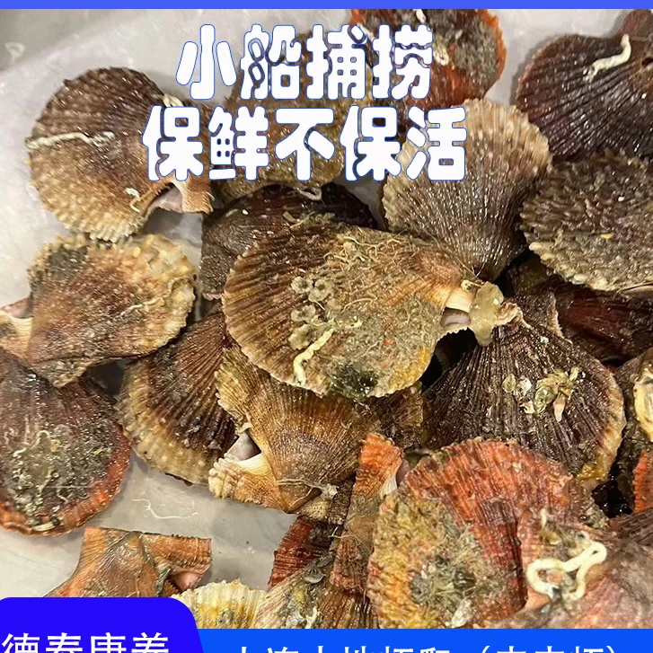 大连金普新区本地扇贝 6斤装