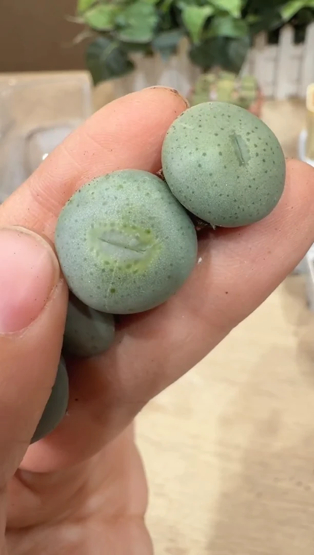 29-234多肉植物肉锥