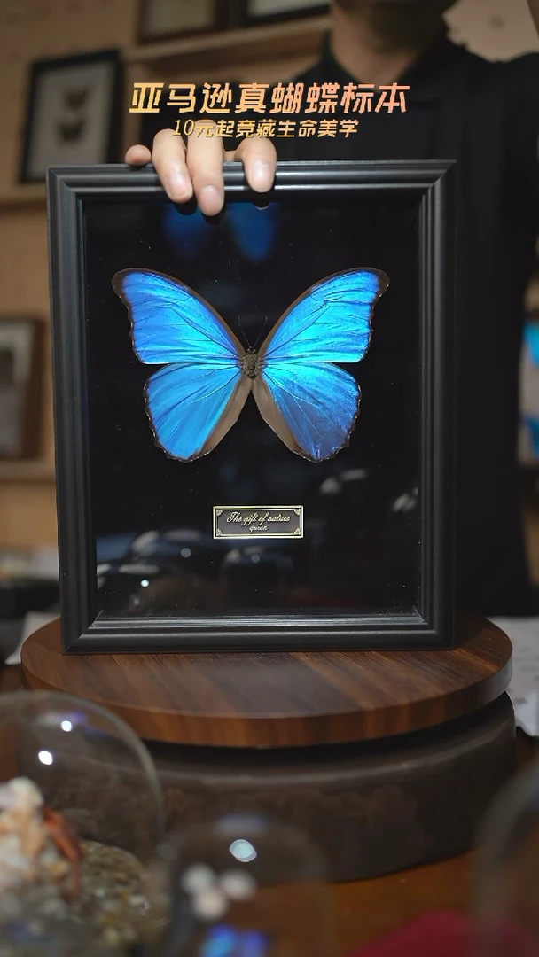 大蓝闪蝶黑绒底版10寸欧式框