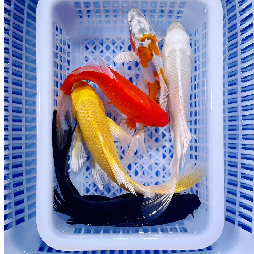 【1黄1白1红1黑1水墨】15-16公分活体冷水观赏鱼黄金锦鲤鱼草金