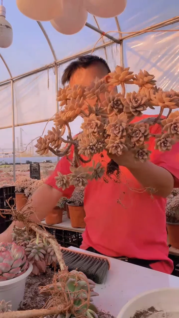 【闪购商品】缀化211