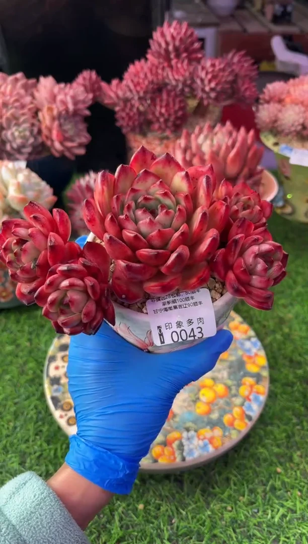 昆明印象多肉0043