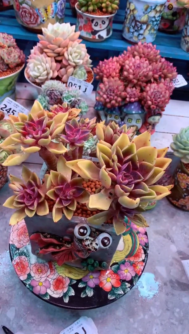 紫气东来248J有修枝（一物一拍，精品多肉，w所见即所得 ）