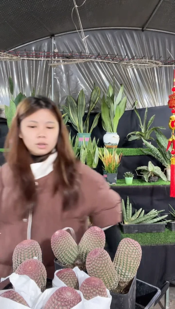 【闪购商品】品质红太阳2头22.8脱土