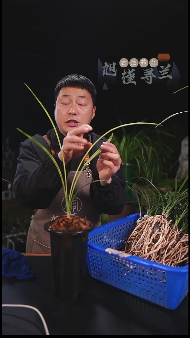 当前无花栽培后可以开花养*人旭槿兰花（活动）