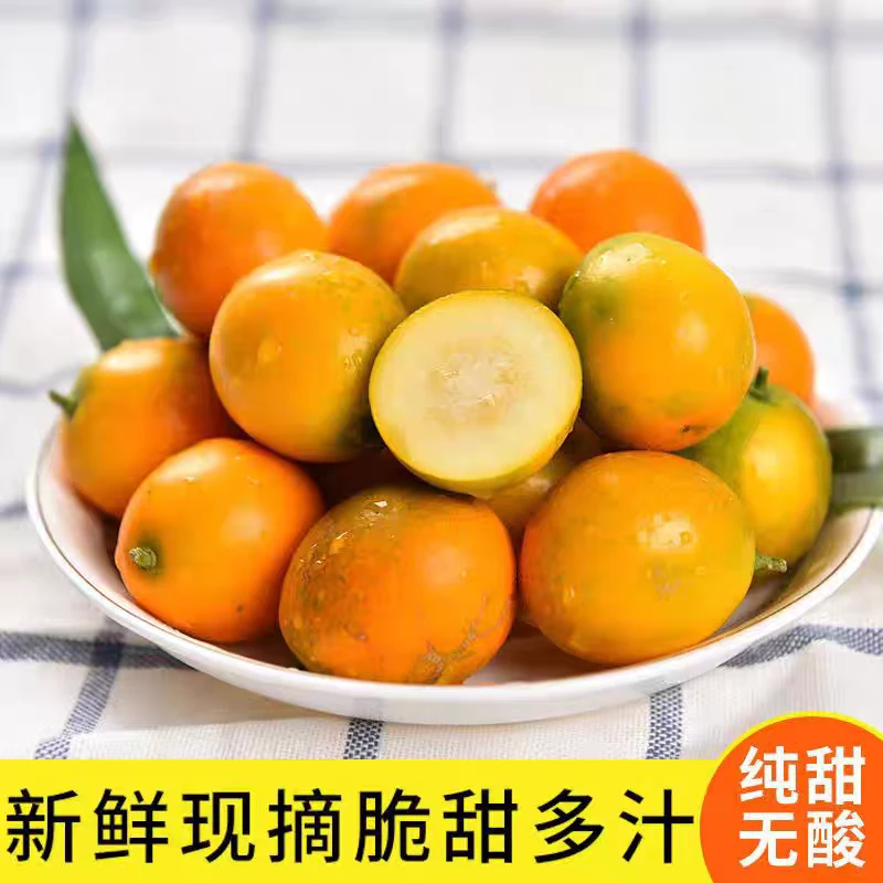 【100个装】广西融安金桔滑皮金桔脆皮小桔子不麻不涩纯甜脆多汁