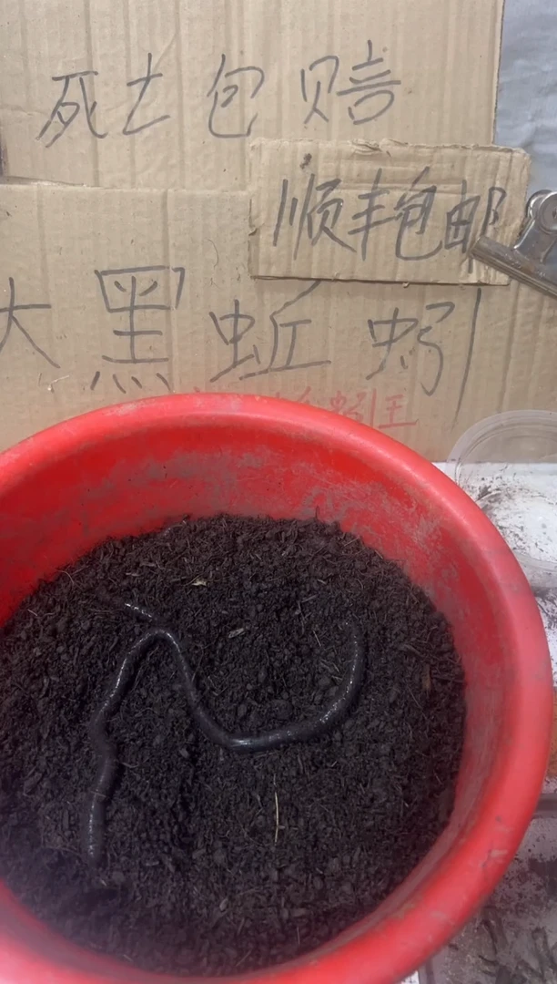 广西广地龙黑蚯蚓一斤