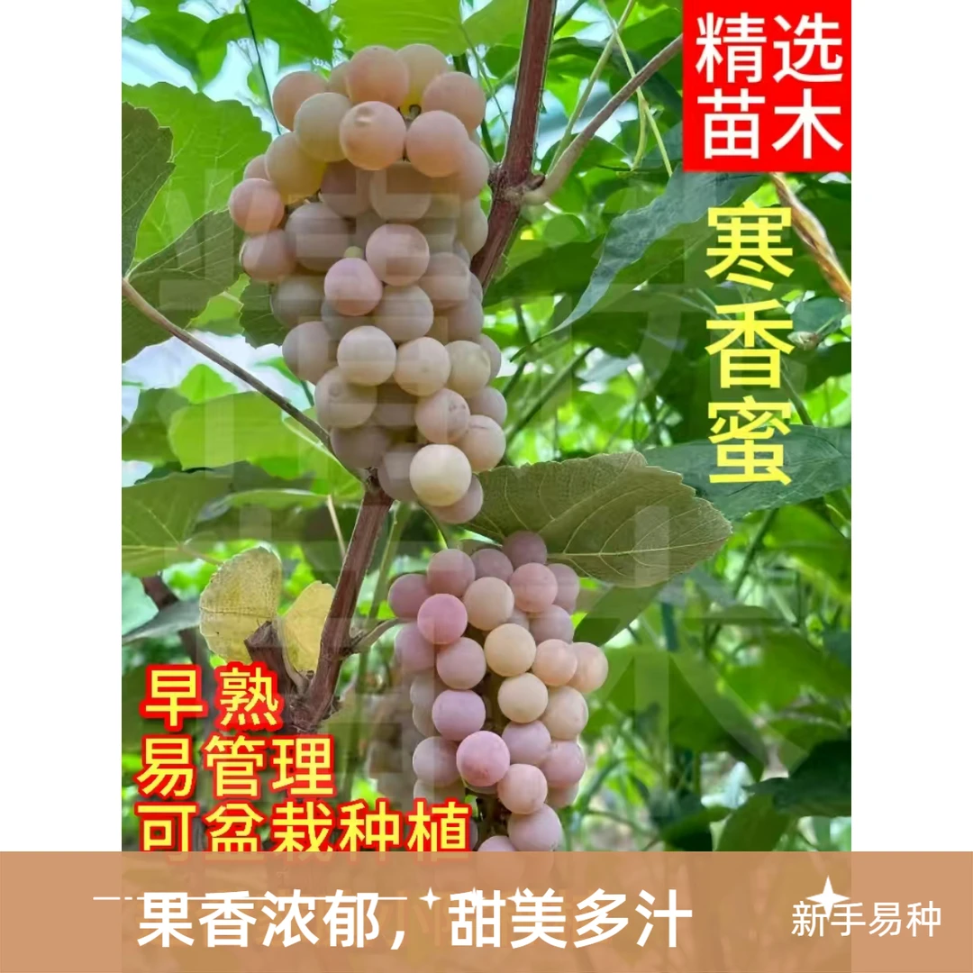 新手种植 嫁接寒香蜜葡萄 阳台小院种植 保质量纯度