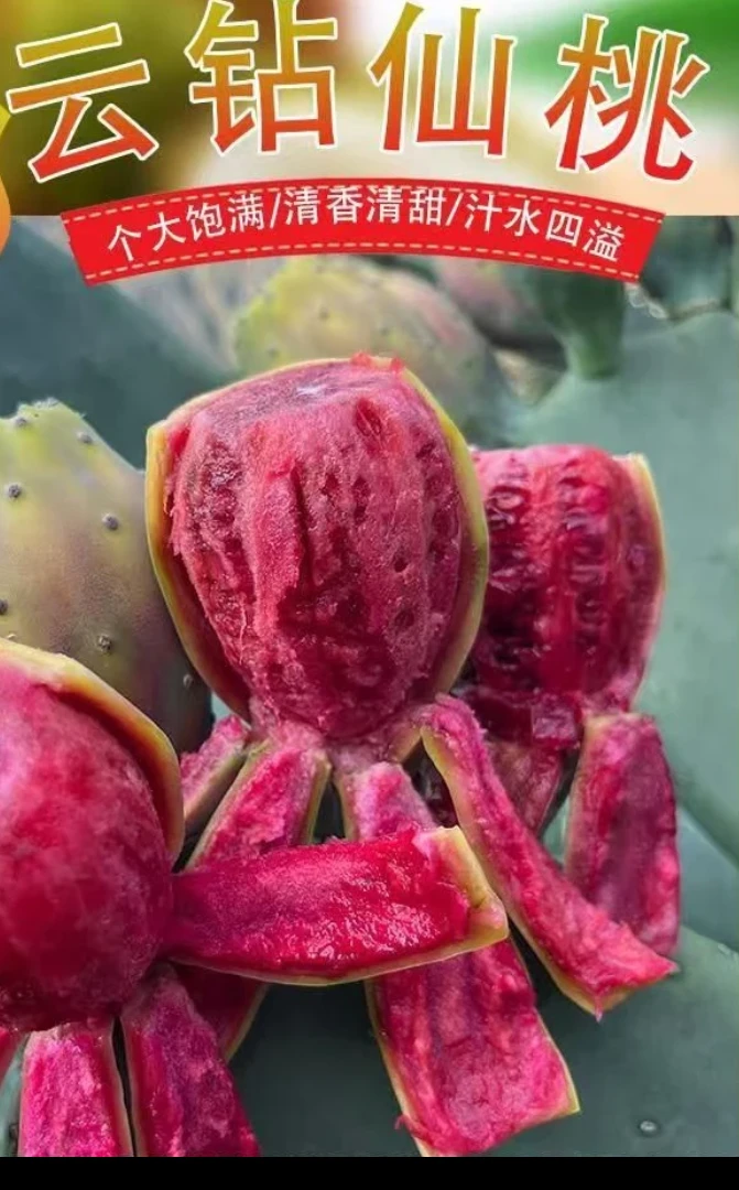 云钻红果种植叶片