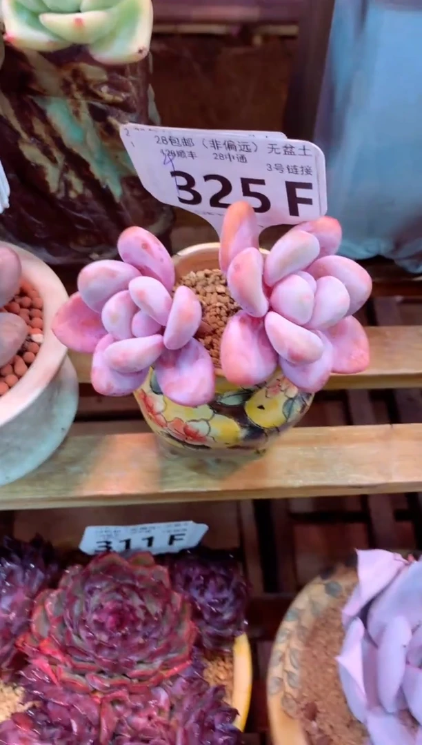 325F（一物一拍，精品多肉，w所见即所得 ）