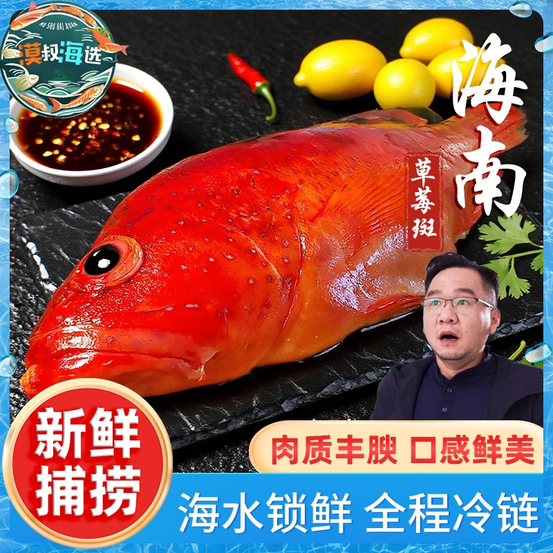 野生草莓斑西沙渔民钓口鲜活速冻锁海鲜水产海捕石斑