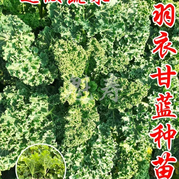 耐寒蔬菜羽衣甘蓝苗秧带土球叶牡丹种子大田易种四季阳台盆栽高产