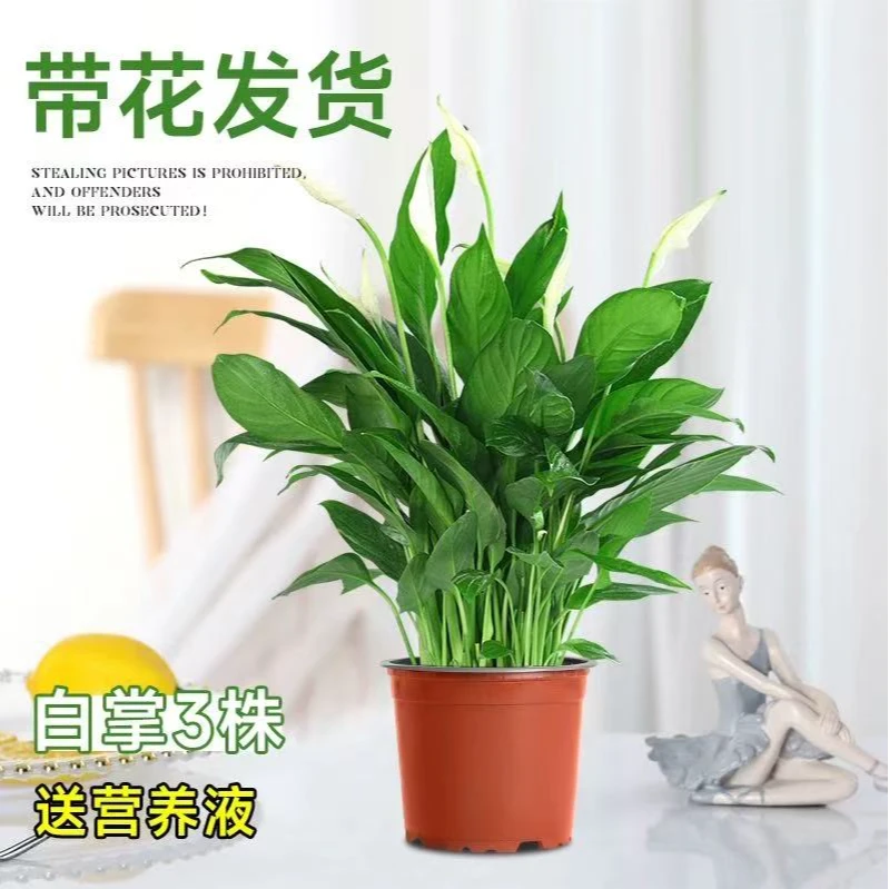 铂金钻水培绿植室内客厅好养植物网红水养净化空气懒人盆栽吸甲醛