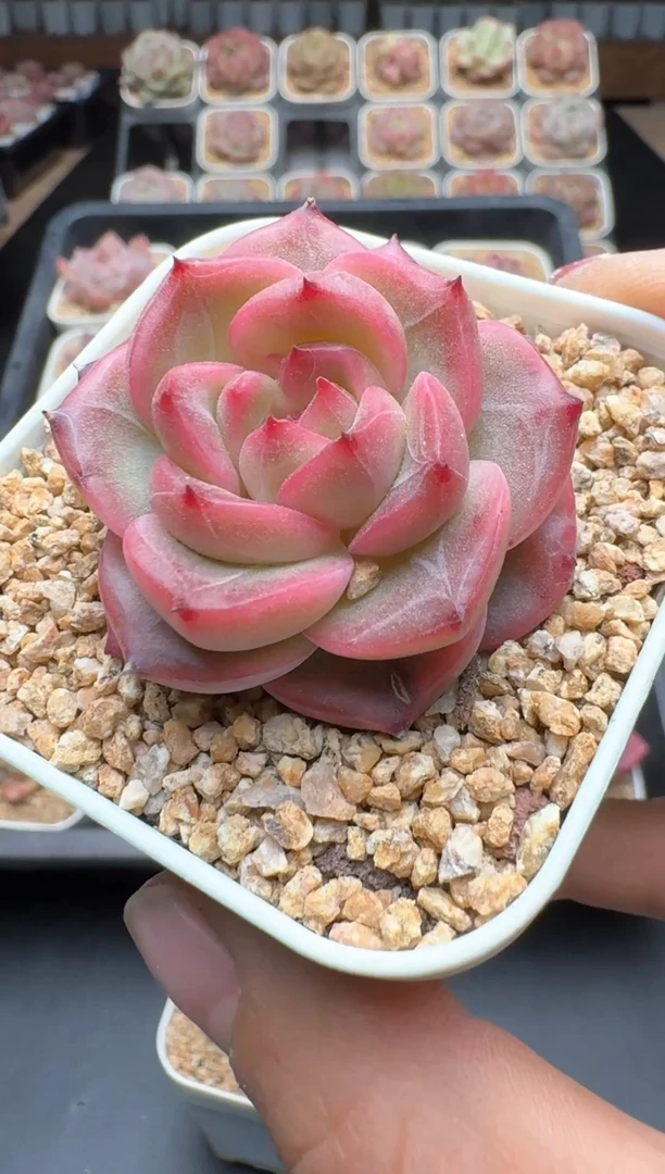 【闪购商品】235A号一物一拍多肉花卉植物拍3颗起发