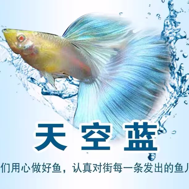 天空蓝大C孔雀鱼小型热带淡水观赏鱼好养耐活易繁殖凤尾鱼