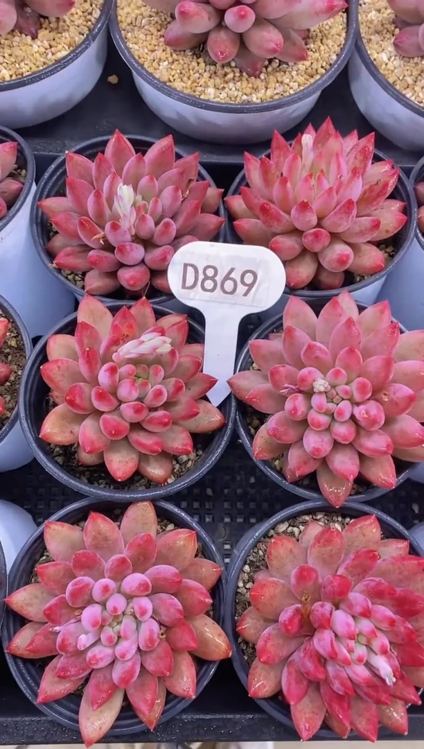 【闪购商品】D869-红虞美人脱土发（量拍）