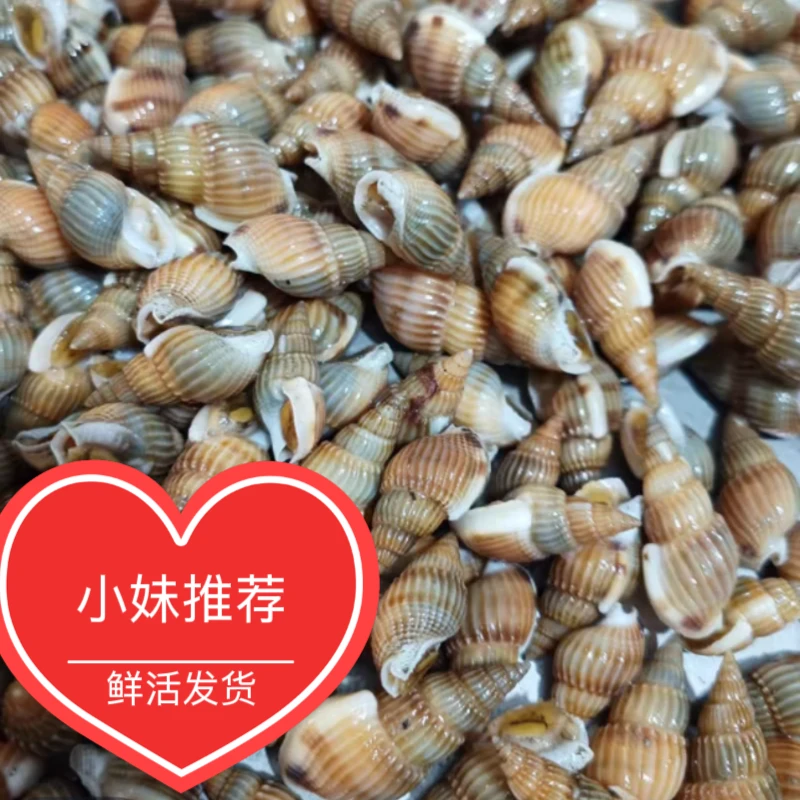 小妹推荐大号中号混发海锥海瓜子海螺丝顺丰发货