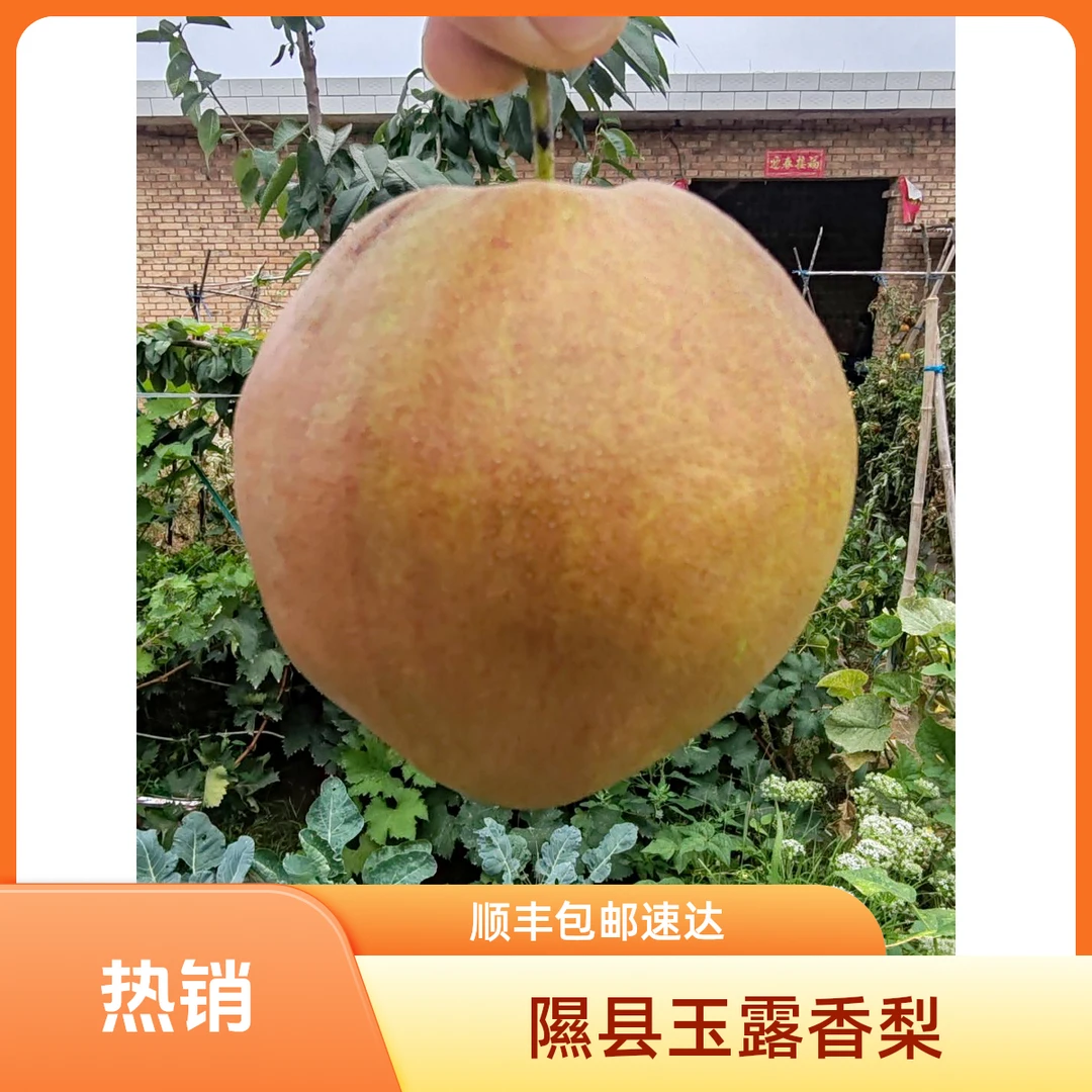 【孕婴专享】隰县玉露香梨六颗装 大果 无渣爆汁！