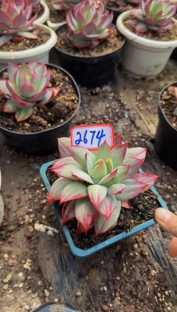 2674惊鸿仙子（裸根发货）