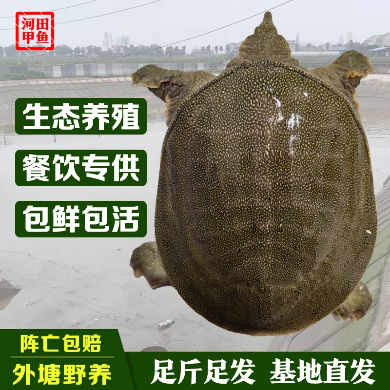 【专属】Y3 甲鱼鲜活中华鳖团鱼王八包活外塘散养青背甲鱼[买2送1]