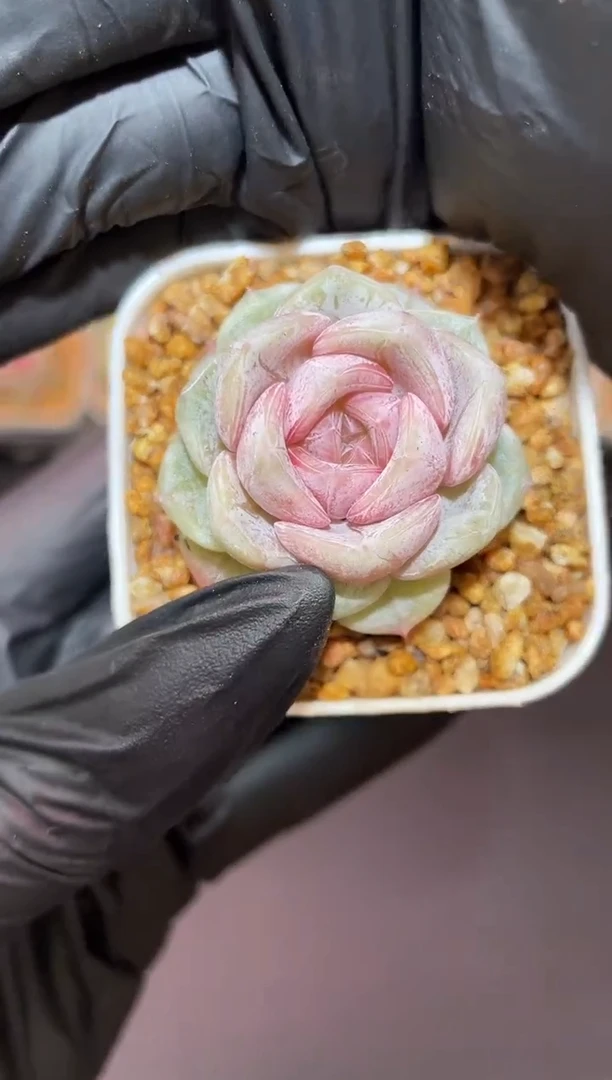 闪购902 朝雾多肉一颗  3.5-4厘米