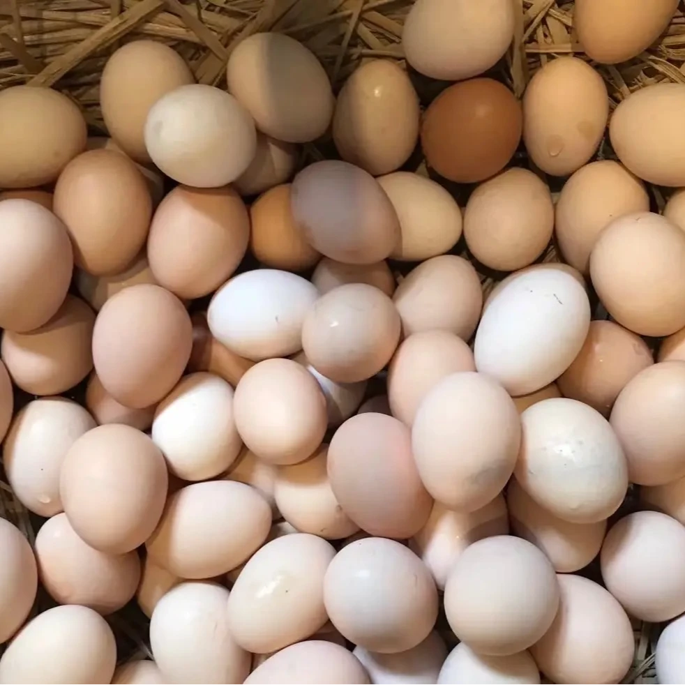 农家【土鸡蛋】10枚散装 本地土鸡蛋 新鲜 炒饭 炒菜