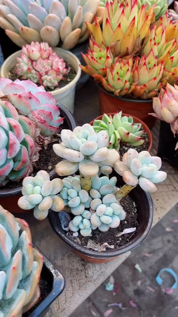 【闪购商品】14087