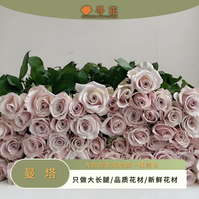 曼塔单头玫瑰-20支-家用鲜花-云南鲜切玫瑰花