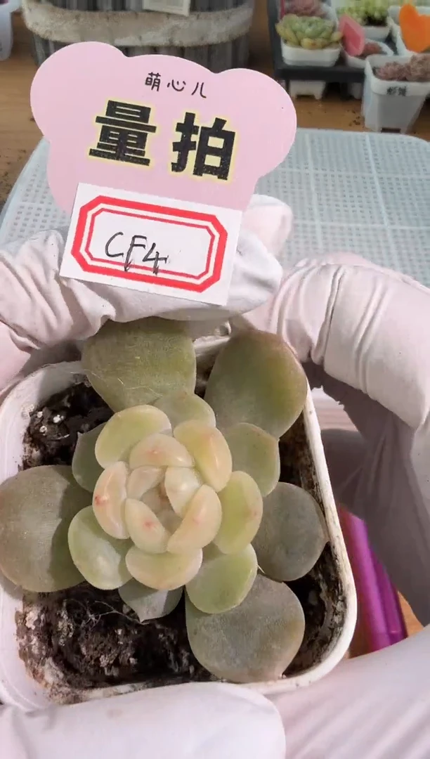 CF4五方一盆 量拍混发