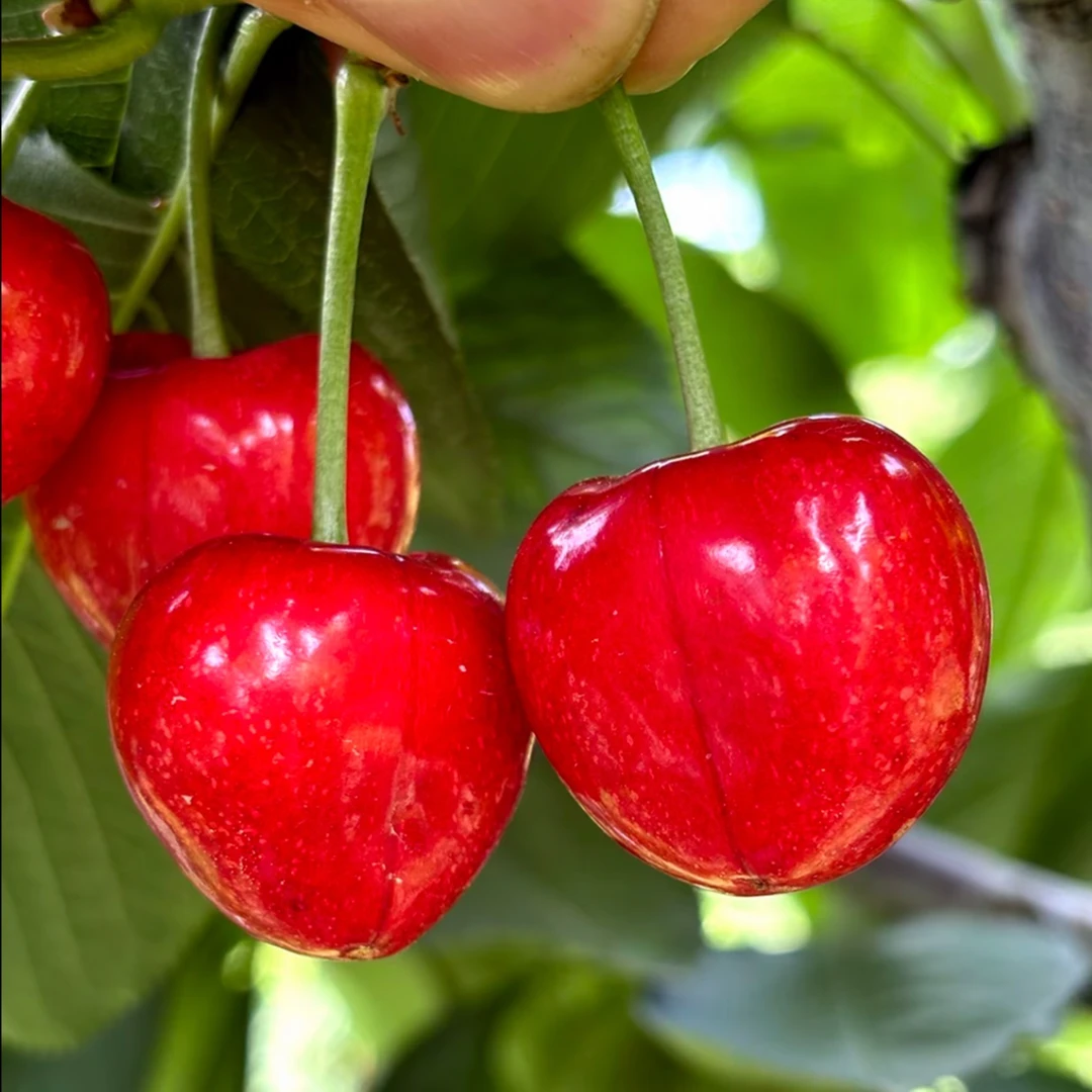 【萨米脱】天水露天大樱桃产地现摘新鲜当季直发包邮