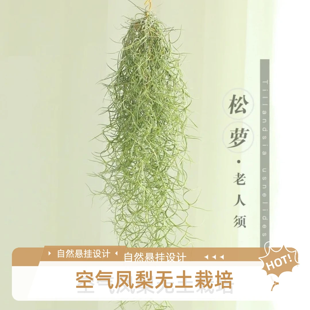 空气凤梨老人须松萝无土植物室内绿植盆栽花卉除甲醛