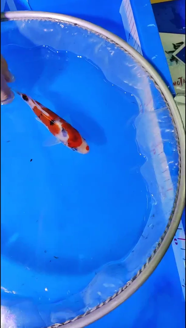 锦鲤【11.18直播】泰国小姐不包邮104