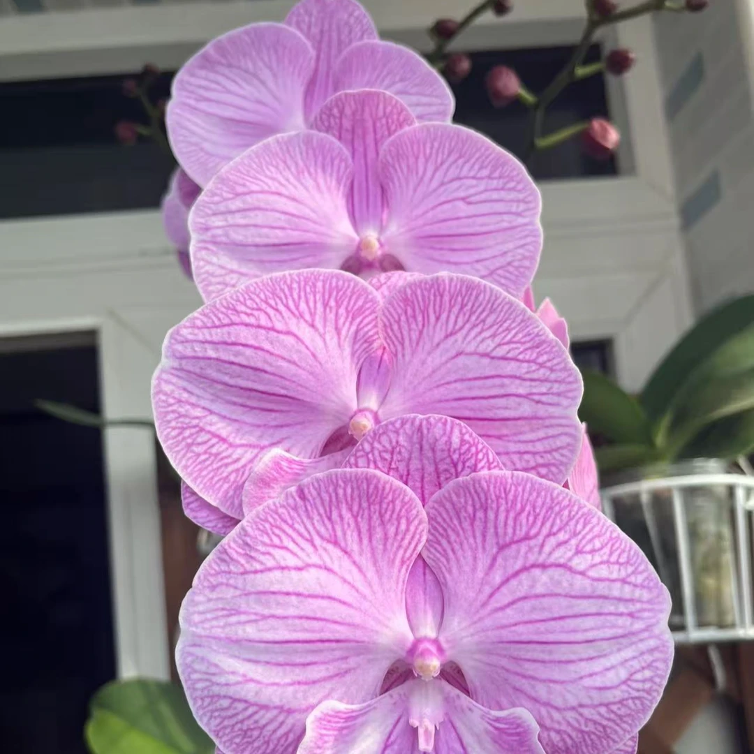 【彬彬有礼】3.5寸杯单花剑粉色高品质精品蝴蝶兰