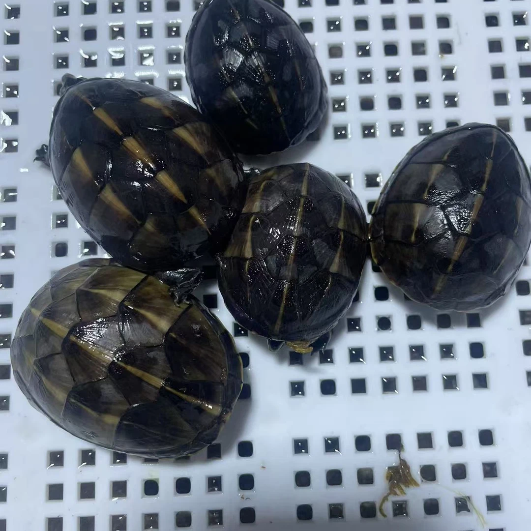 果核蛋龟 4-5cm 健康全品 观赏龟 直播间链接