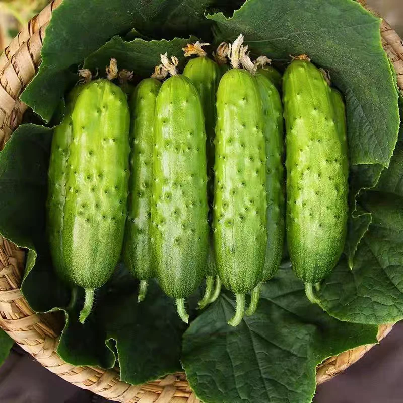 东北旱黄瓜优质新鲜蔬菜梨树特产农家现摘蘸酱菜3/5斤清脆