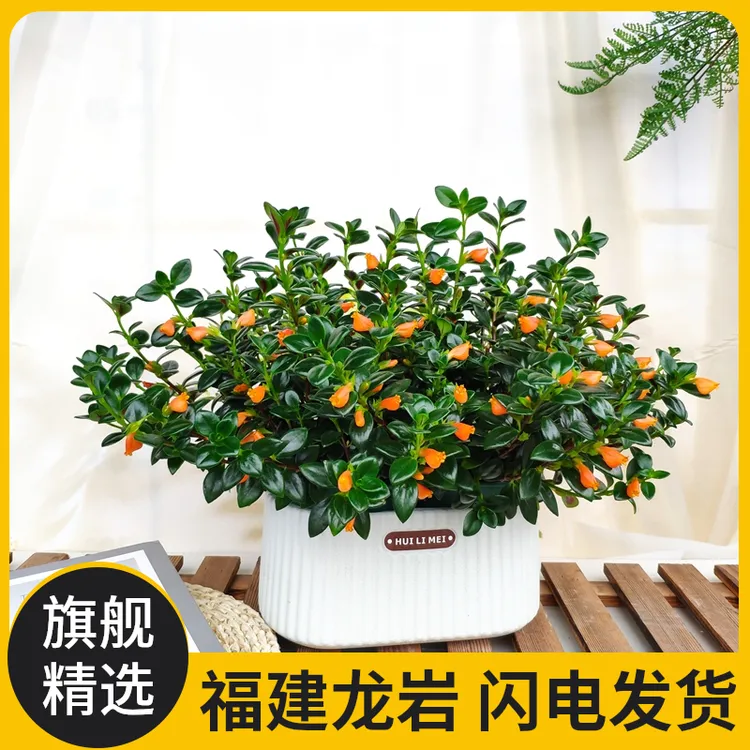 金鱼吊兰好养盆栽室内花卉多肉植物办公室吸甲醛花期超长金黄色花