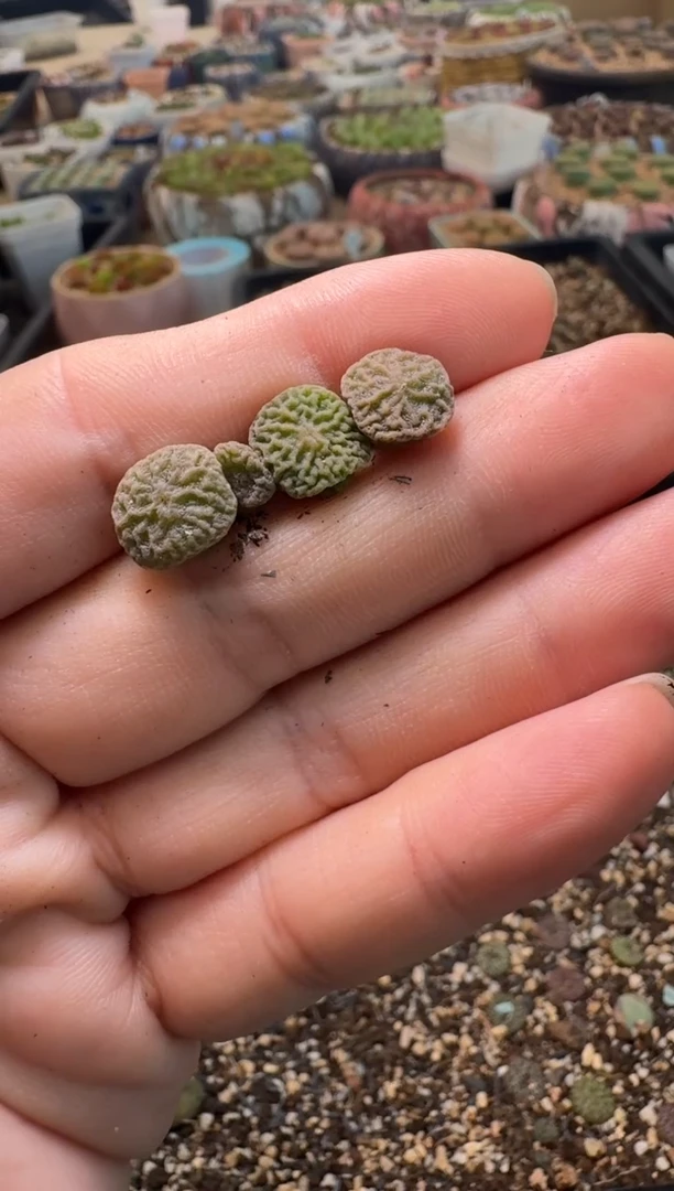 7-395多肉植物肉锥