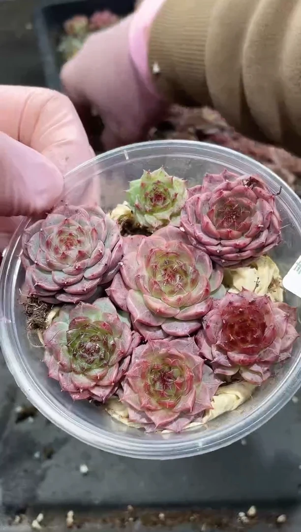 047墨翠     量拍