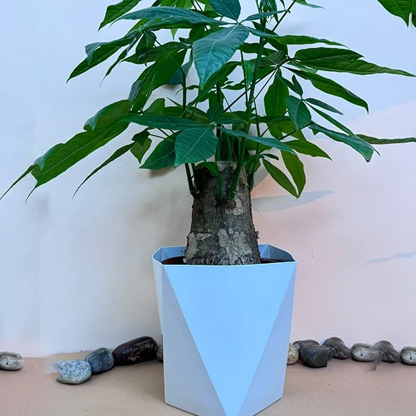 5年老庄菱形发财树盆栽发财树单杆公绿植带盘子盆栽耐旱植物摆件