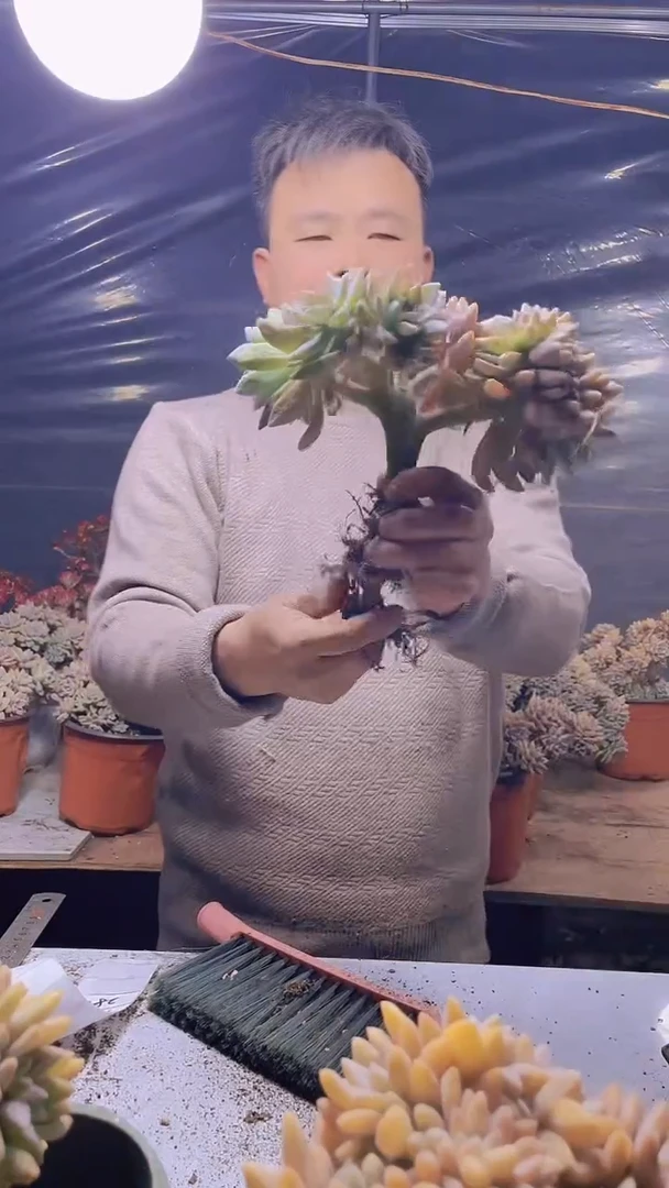 【闪购商品】缀化280