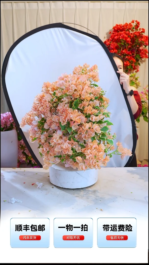 大部分开放少量花苞金边马斯