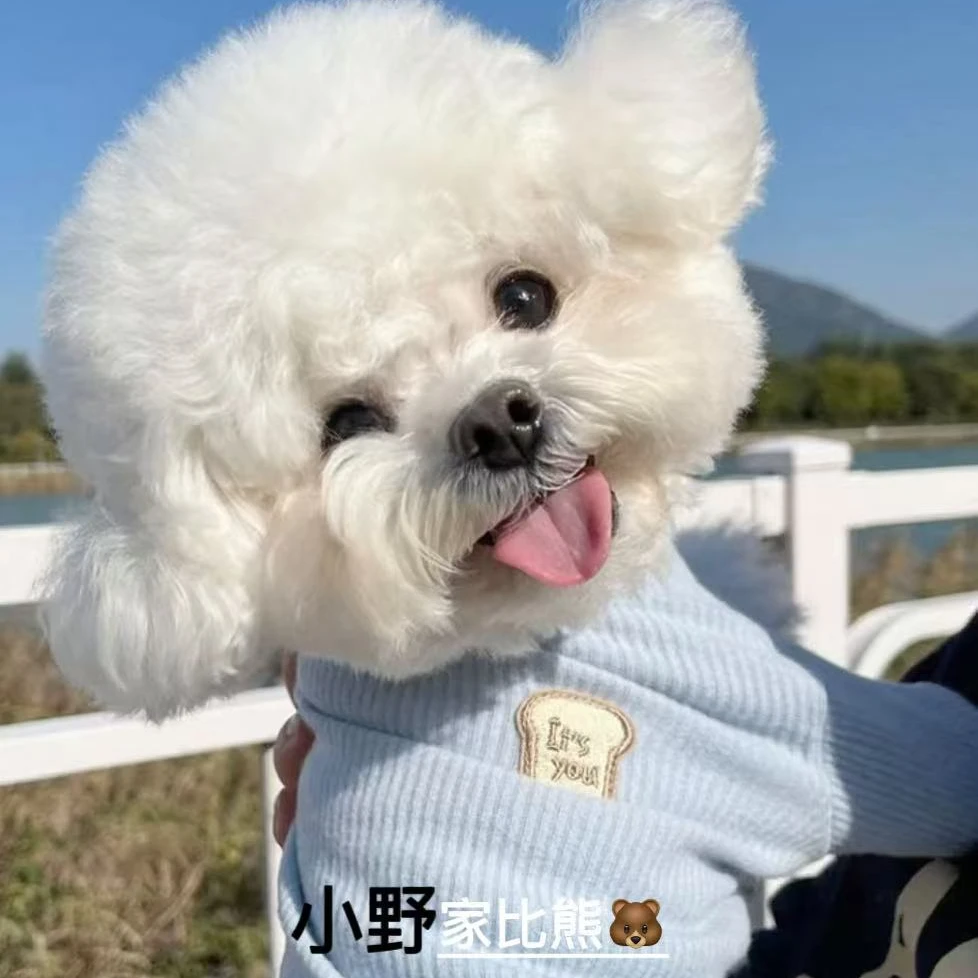 尚宠【小野家比熊】精品可爱狗狗活体通用链接-SC-025