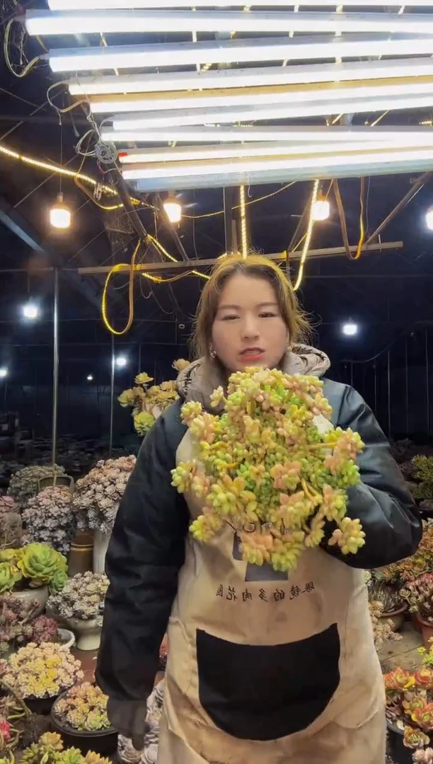 【闪购商品】精控奶酪蛋糕脱土包邮